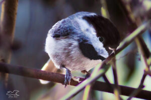 The Carolina chickadee is a small black and white bird, but it’s loaded with an adorable personality.