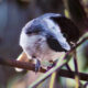 The Amazing Cuteness of Carolina Chickadees is Undeniable