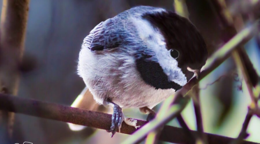 The Carolina chickadee is a small black and white bird, but it’s loaded with an adorable personality.