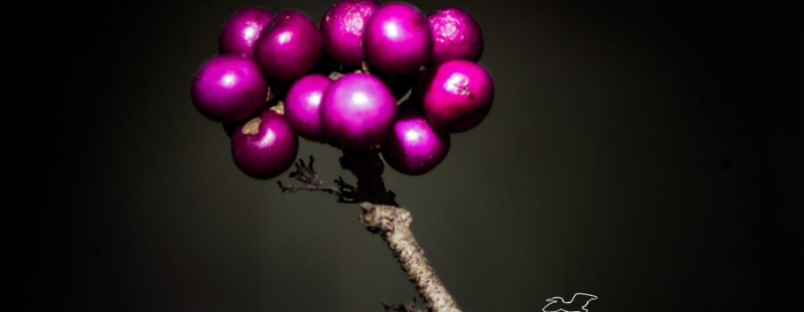 A bunch of beauty berries represent the last few that haven’t been eaten or decayed.