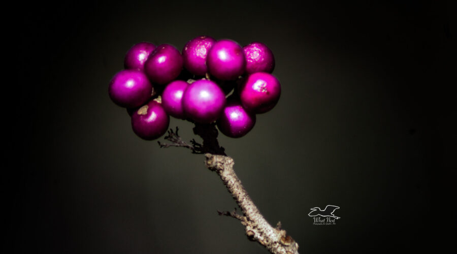 A bunch of beauty berries represent the last few that haven’t been eaten or decayed.