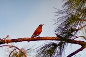 A migrating American robin takes a break in the top of a pine tree.