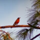 Colorful Robins are Usually Considered a Spring Bird