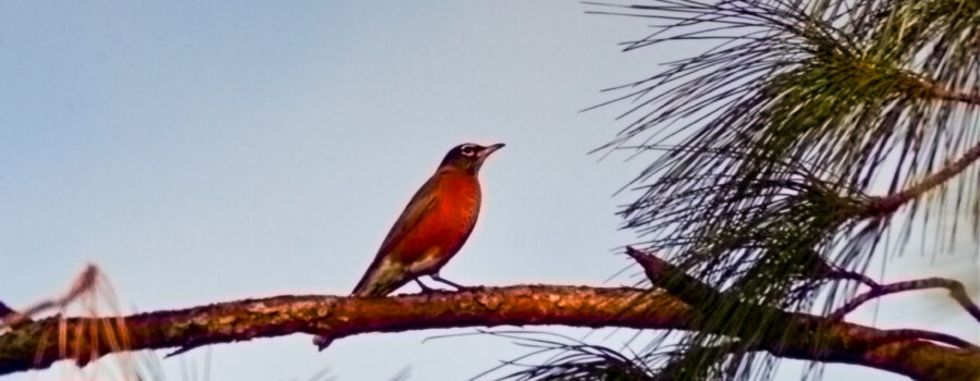 A migrating American robin takes a break in the top of a pine tree.