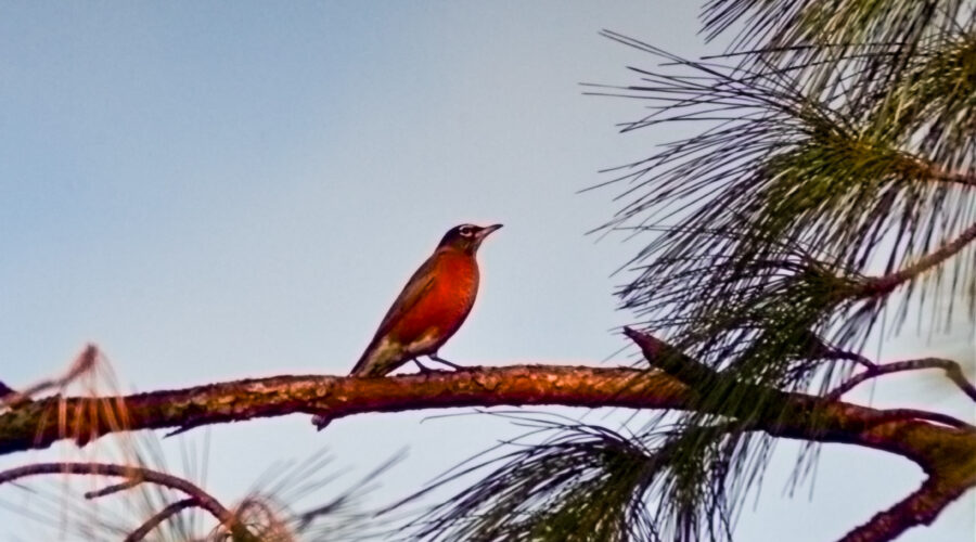 A migrating American robin takes a break in the top of a pine tree.