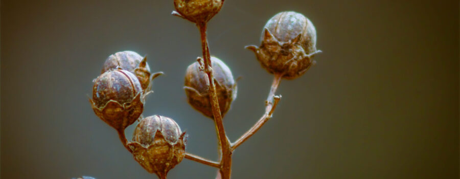 Now that winter has arrived, all that’s left of the crepe myrtle flowers are these firm seed coats filled with seeds.