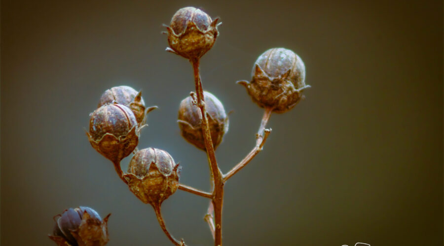 Now that winter has arrived, all that’s left of the crepe myrtle flowers are these firm seed coats filled with seeds.