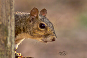 An eastern grey squirrels peeks around a corner to say hello.