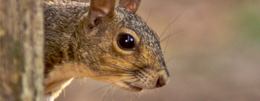 An eastern grey squirrels peeks around a corner to say hello.