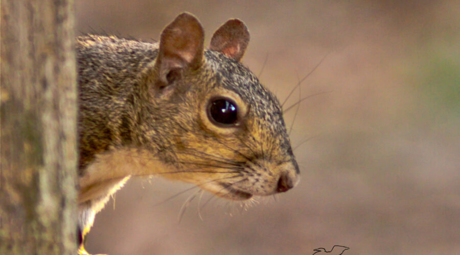 An eastern grey squirrels peeks around a corner to say hello.