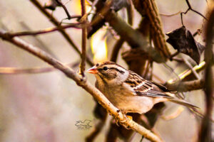 Chipping sparrows like to perch in the underbrush or up in leafy oaks that keep them well protected.