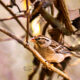 Cute Little Chipping Sparrows Have Returned for the Winter