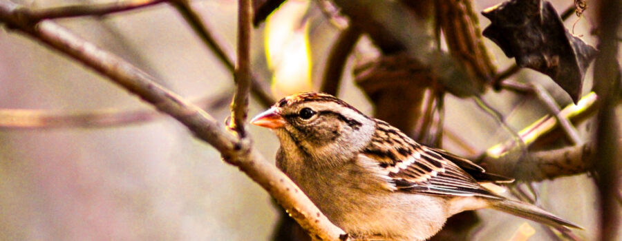 Chipping sparrows like to perch in the underbrush or up in leafy oaks that keep them well protected.