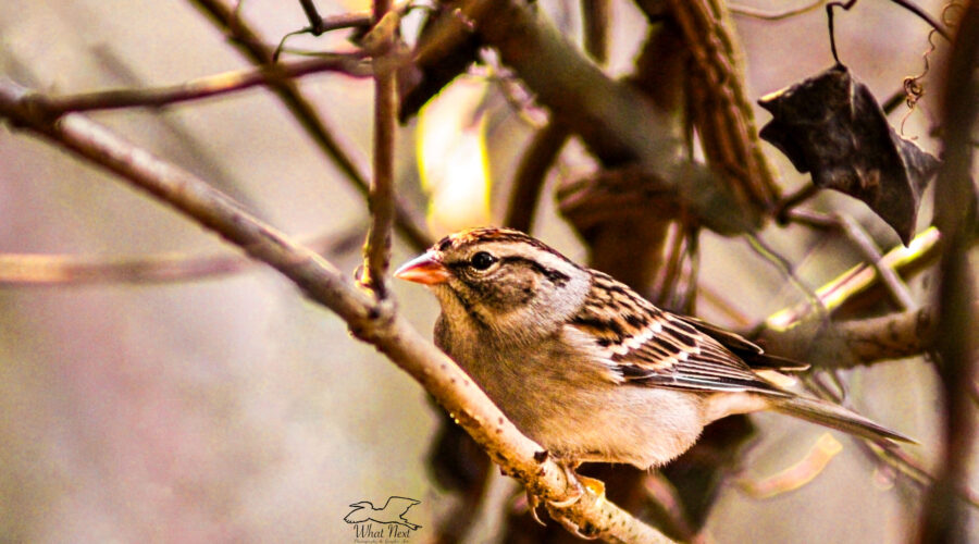 Chipping sparrows like to perch in the underbrush or up in leafy oaks that keep them well protected.