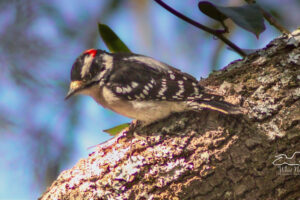 A little downy woodpecker makes its way along the branch of an oak tree.