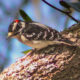 Beautiful Downy Woodpeckers are the Smallest Woodpeckers in North America