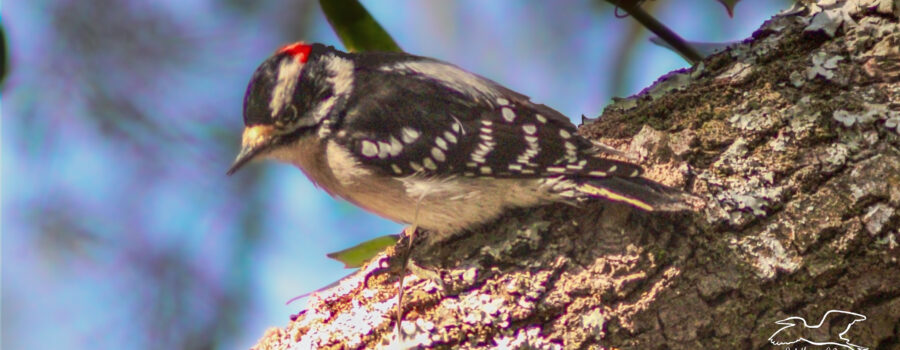 A little downy woodpecker makes its way along the branch of an oak tree.