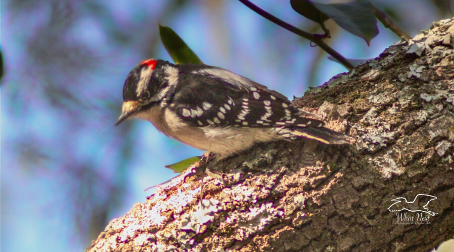 A little downy woodpecker makes its way along the branch of an oak tree.