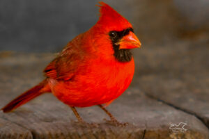 A beautiful male cardinal poses for a photo.