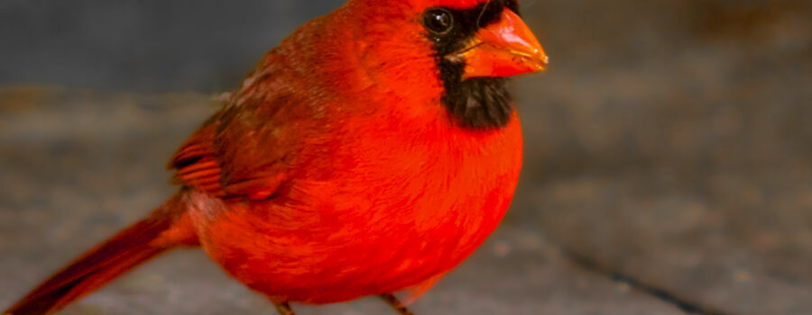 A beautiful male cardinal poses for a photo.