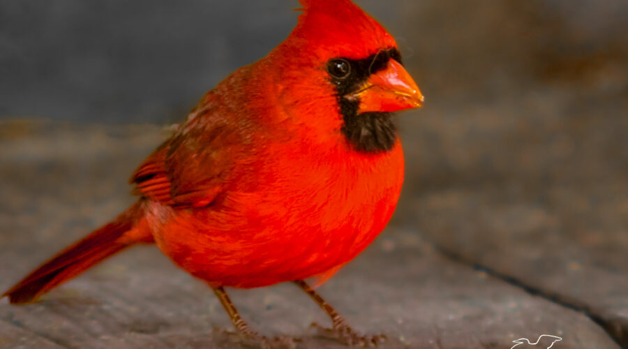 A beautiful male cardinal poses for a photo.