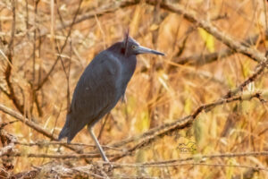 The winter wind catches the head feathers of a little blue heron, giving him a funny hairdo.