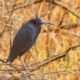 Even Beautiful Birds Can Have a Really Bad Hair Day