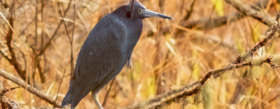 The winter wind catches the head feathers of a little blue heron, giving him a funny hairdo.