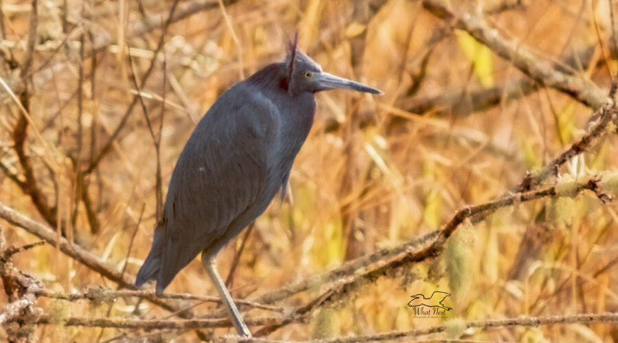 The winter wind catches the head feathers of a little blue heron, giving him a funny hairdo.