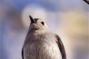 A tufted titmouse perches on a branch just above the photographers’s head.