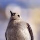 The Tufted Titmouse is a Very Interesting, Amusing Little Bird