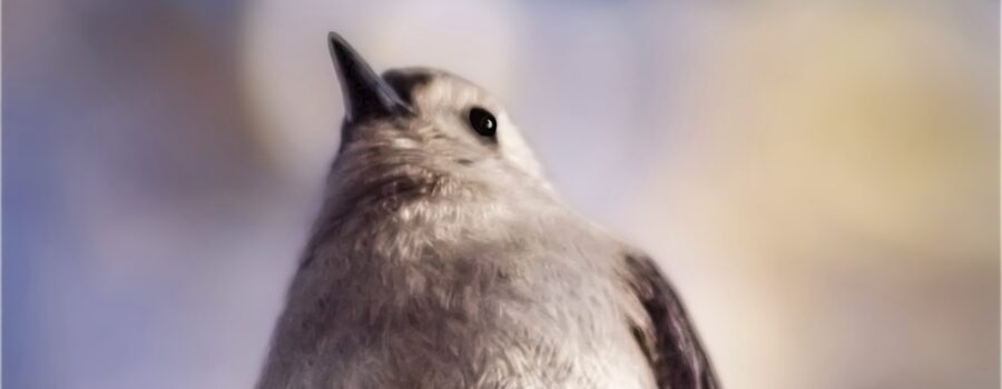 A tufted titmouse perches on a branch just above the photographers’s head.