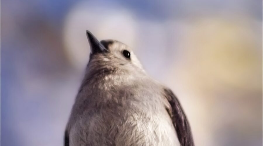 A tufted titmouse perches on a branch just above the photographers’s head.