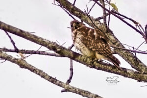 An immature red tailed hawk hunts over an empty field on a chilly winter morning.