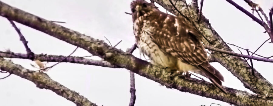 An immature red tailed hawk hunts over an empty field on a chilly winter morning.