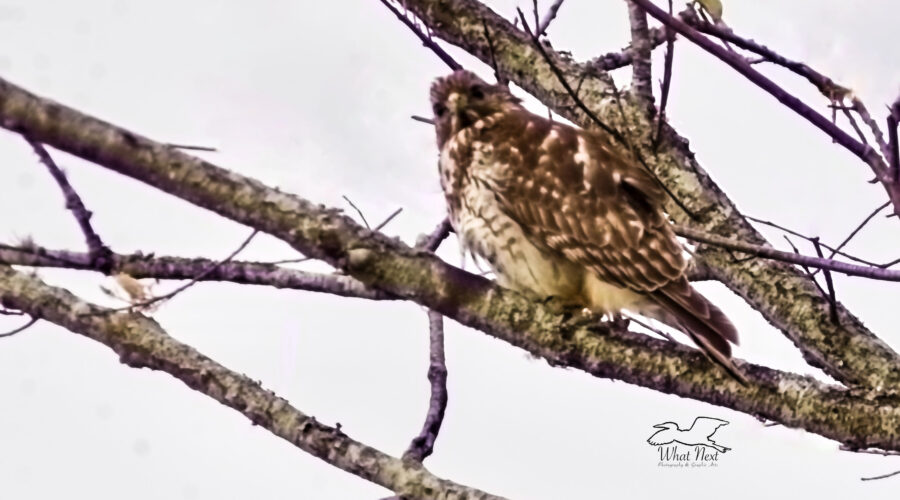 An immature red tailed hawk hunts over an empty field on a chilly winter morning.