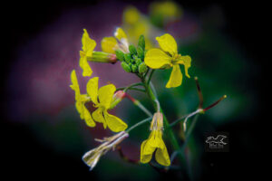 Wild radishes are one of the few flowers that still sometimes bloom in the middle of winter in central Florida