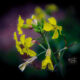 Colorful Wild Radish is Able to Bloom During the Cold of Winter