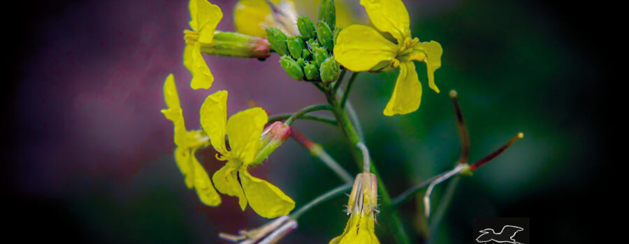 Wild radishes are one of the few flowers that still sometimes bloom in the middle of winter in central Florida