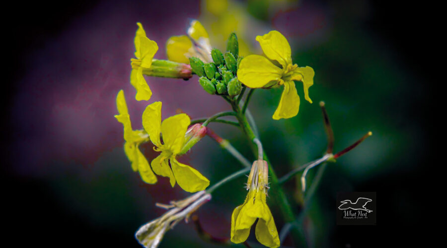 Wild radishes are one of the few flowers that still sometimes bloom in the middle of winter in central Florida