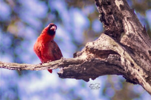 Poppa cardinal perches in a prominent place and sings on a windy afternoon.