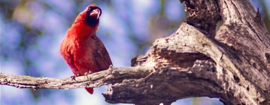 Poppa cardinal perches in a prominent place and sings on a windy afternoon.