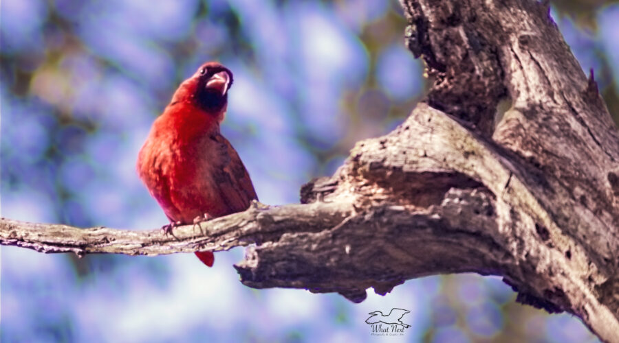 Poppa cardinal perches in a prominent place and sings on a windy afternoon.