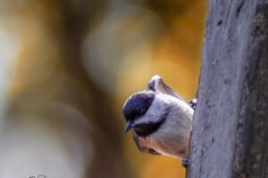 A little Carolina chickadee hangs from a support beam as it eyes the offerings at the feeding station.