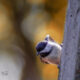 Cooler Winter Weather has the Little Birds Feeling Ravenous