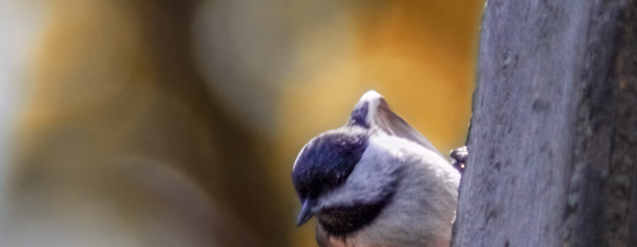 A little Carolina chickadee hangs from a support beam as it eyes the offerings at the feeding station.