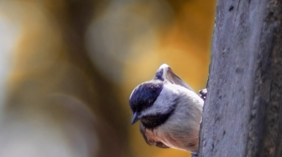 A little Carolina chickadee hangs from a support beam as it eyes the offerings at the feeding station.