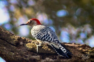 A red bellied woodpecker closes her eyes to protect them before she strikes a tree branch.