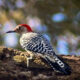 Red Bellied Woodpeckers are Very Interesting to Watch