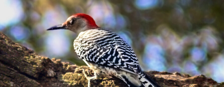 A red bellied woodpecker closes her eyes to protect them before she strikes a tree branch.